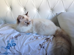 Kin-Narah Raijin - gatto sacro di birmania